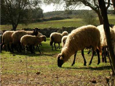 Adotta la Murgia
